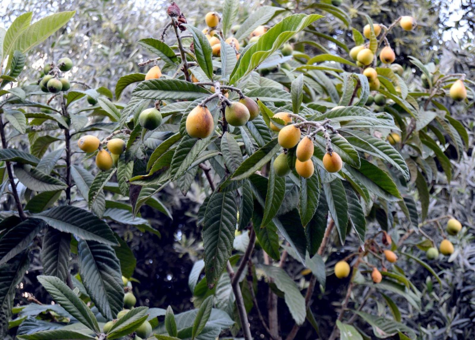بيت الطبيعة Nature House Jarash Eksteriør billede